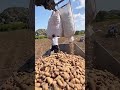 organic potato loading process good tools and machinery can increase work efficiency