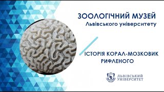 Відеопрогулянка у Зоологічному музеї ЛНУ ім. Івана Франка. Корал-мозковик рифлений