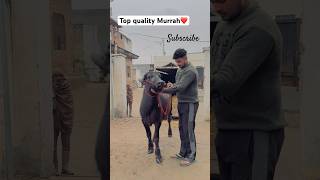 Top quality Murrah❤️ #viral #trendingshorts subscribe share🙏🏻❤️