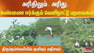 அரிதிலும்.. அரிது.. கண்ணை ஈர்க்கும் வெளிநாட்டு பறவைகள் - திருநெல்வேலியில் குவியும் அதிசயம்!