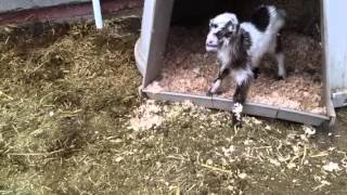 New #baby goat just born