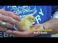 buff cochin chicken breed