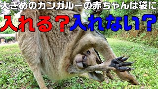 カンガルーの赤ちゃんがいっぱい Many kangaroo babies