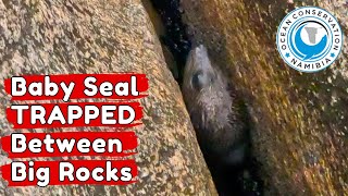 Baby Seal TRAPPED Between Big Rocks