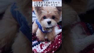 ポメプー子犬は上手にお留守番できるかな？ #dog #ポメラニアン #トイプードル #ポメプー #いぬのいる生活