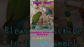 #Shorts【相方の鳴き声にビックリするコザクラインコ】A lovebird surprised by his cry.