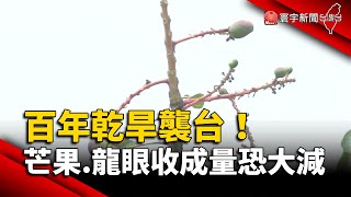 百年乾旱襲台！台南芒果.龍眼收成量恐大減｜#寰宇新聞 @globalnewstw