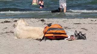 Ostsee Hundestrand-Tipps | Scharbeutz + Haffkrug mit Hund