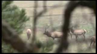 The Eichler Elk Decoy