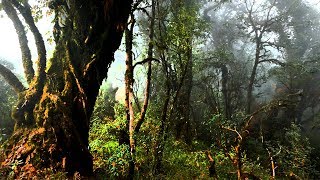 The Deep Dark and Dense Forest of India || Arunachal Pradesh || Bompu Camp