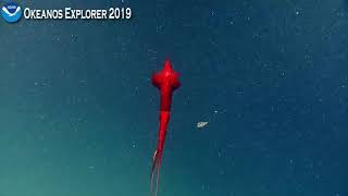 EX1903L2  Dive 11 Jul 03 2019 Hour 2 Bottom Okeanos Explorer ROV Dive