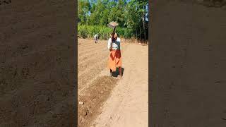 potato farming in village :village farming life#villagelife #farming #potato