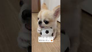 【ペキチワ】サッカーボールをガウガウするわんこ #shorts