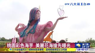 ▼桃園彩色海芋 美麗花海搶先曝光 八大民生新聞 2021031919