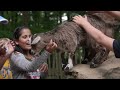 wildpark bad mergentheim imagefilm 2016