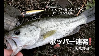 【茨城釣行】ポッパーで連発【野池\u0026霞ヶ浦】