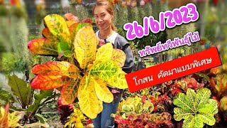 081-0716584รวบรวมโกสนใบกัดสีจัดๆ คัดมาแบบพิเศษ[ส่งฟรี]มีเก็บปลายทาง ทรัพย์ทวีพันธุ์ไม้26/6/66