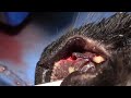 veterinary dentist explains tooth extraction of a maxillary canine in a cat