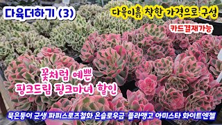 다육더하기(3) 묵은둥이 멋진 군생 다육이 파피스로즈철화 온슬로우금 플라맹고 벨타나 맥시코로즈 습지야 #핑크드림(20%)할인 핑크마녀