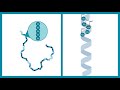 Alpha helix  secondary structure of protein