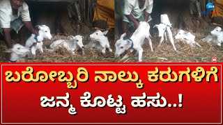 Cow gave birth to four calves | ಬಾಗಲಕೋಟೆಯ ಆಸಂಗಿ ಗ್ರಾಮದಲ್ಲಿ ಅಪರೂಪದ ಘಟನೆ