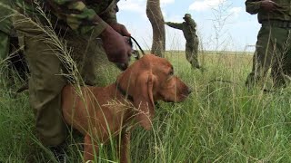 In Kenya, anti-poaching dogs are wildlife's best friends