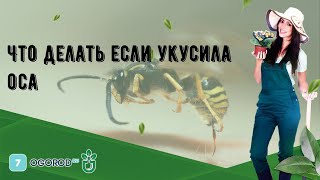 Что делать если укусила оса