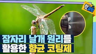 [핫클립] 잠자리 날개의 표면을 모사한 차세대 항균 코팅제 / YTN 사이언스