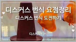 디스커스 번식 요점 정리