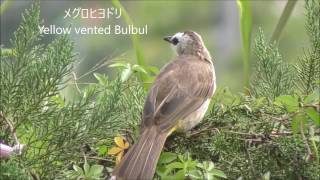 マレーシア探鳥ーメグロヒヨドリと鳴き声