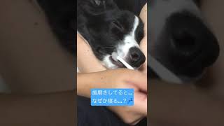 歯磨きされながら寝るボーダーコリー🐶気持ちいいの…？🤔 #shorts