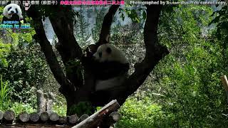 20180408 圓仔泡澡後又滾又爬大茄苳樹 The Giant Panda Yuan Zai