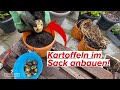 Kartoffeln im Sack anbauen - Schritt für Schritt erklärt! So geht Kartoffelanbau auf dem Balkon!