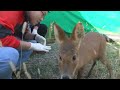 腿瘸小鹿慘遭親媽拋棄，小哥伸出援手，還讓自家狗狗當奶媽！ nature wildlife animal wildanimals animals 猛獸世界 動物