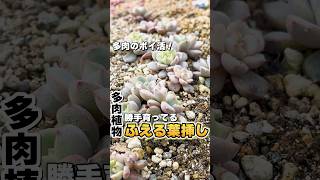 絶対やっちゃうポイポイコーナー！放置葉挿しは強く育つ！？ #多肉植物 #succulents #エケベリア #mokimoki #モキモキ