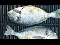 the ultimate campfire grilled fish recipe asmr cooking