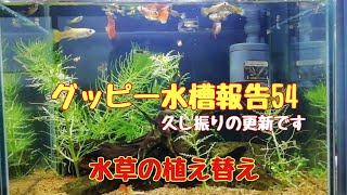 グッピー水槽報告54「水草の植え替え」こっちゃんの生き物係