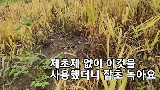 두릅농장 풀관리 제초제 대신 이것을 사용했더니 4일후 풀이 녹아요