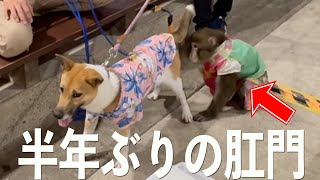 生まれてからお猿さんと過ごした元保護犬…半年ぶりの里帰りで覚えているのか？