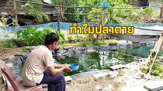 ปลาหมอ(ชุมพร)ปล่อยมา3อาทิตย์ทำไมถึงตาย / วังคีรีฟาร์ม EP.21