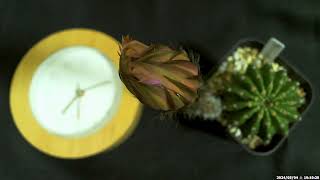 サボテン開花タイムラプス 「エキノプシス SP」 | Time-lapse video of flower of Cactus Echinopsis sp.