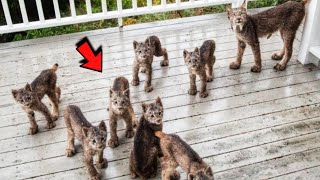 Lynx Mama Brings Her 7 Kittens To Revisit Kind Man's Yard