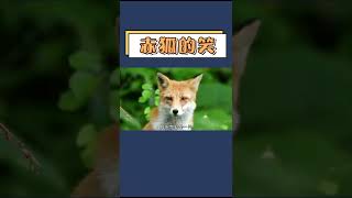 赤狐-狐狸家族顏值的天花板 #動物 #狐狸