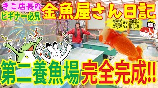 【金魚】きこ店長の金魚屋さん日記🌸第５話🌸 完全完成‼️古民家改造第二養魚場の進化‼️順調に育ちまくる当歳に店長大興奮‼️今シーズンも頑張るぞ‼️