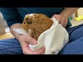 【モルモット】はじめてのお風呂♨︎ the guinea pig first bath