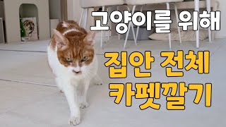 고양이를 위해 집안 전체 카펫깔기