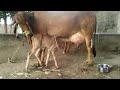 best gir cow 30 liter per day milk