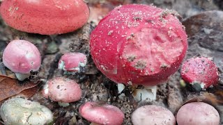 เข้าป่าหนองเม็ก!!หมาน🍄แดงหนาแดงก่อจ้า🍄🍄🥰🥰