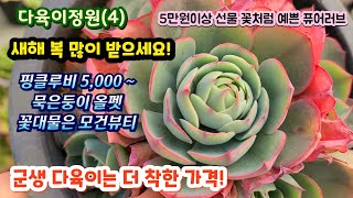 다육이정원(4) 예쁜 군생 다육이 착한 가격! 만원의 행복! #꽃이 예쁜 군생 #모건뷰티