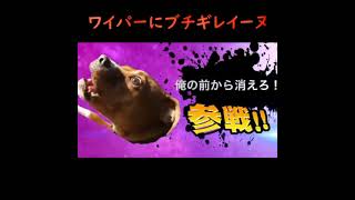 なぜかワイパーに怒る犬【DOG FUNNY】 #shorts